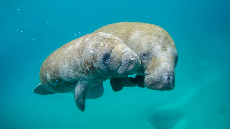 Watch: Hundreds of Manatees Enjoy the Warm Waters of Florida Before Their Yearly Migration