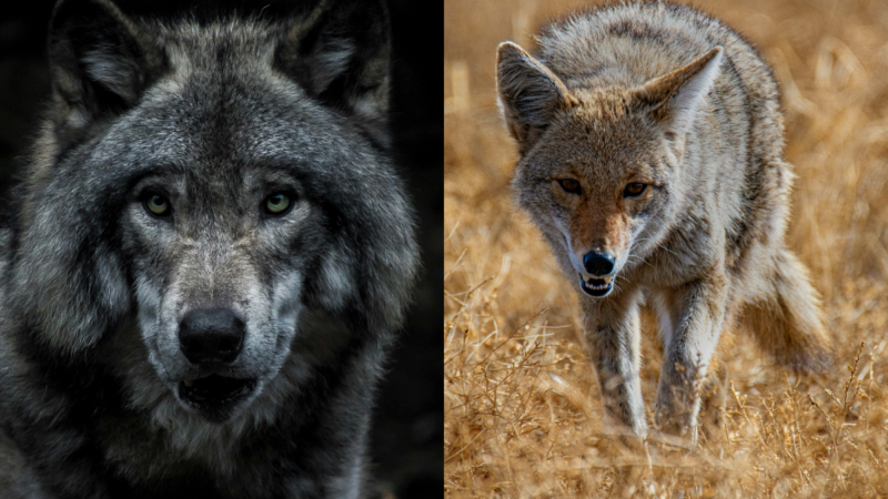 What’s the Difference Between Coyotes and Wolves? This Wildlife Video Shows Who’s the Apex Predator