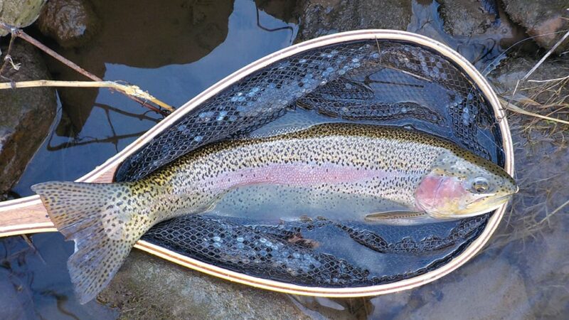 When winter conditions are right, you can catch big trout – Outdoor News