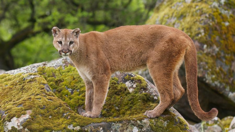 Wildlife Officials Euthanize a Mountain Lion That Became a ‘Threat to Human Health and Safety’