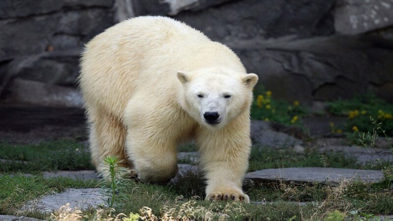 Wildlife Photographer Stuns Viewers With Sleeping Polar Bear on ‘Ice Bed’