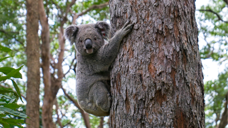Wildlife Rescuers Witness a Heartbreaking Moment of a Grieving Koala