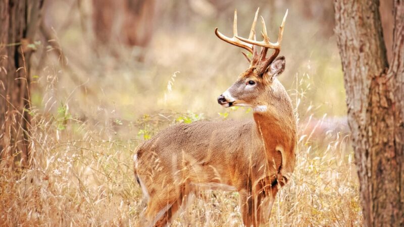 Wolf management, shotgun zone elimination for deer, walleye stocking enter legislative fray in Minnesota – Outdoor News