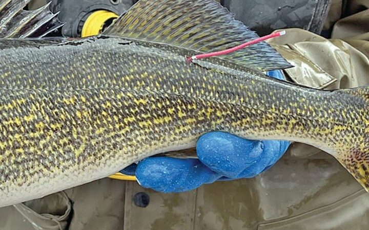 $100 reward for 200 Green Bay walleyes caught wearing red floy tags – Outdoor News