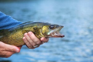 Angling advocacy organizations call for Minnesota DNR to re-examine Lake Mille Lacs data and methodology – Outdoor News