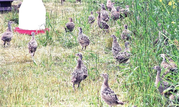 Application deadline is April 1 as New York’s day-old-chick program returns a year after pheasant farm HPAI outbreak – Outdoor News