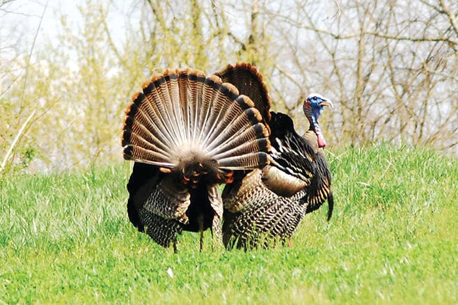 Better understand turkey habits to tag a gobbler this spring – Outdoor News