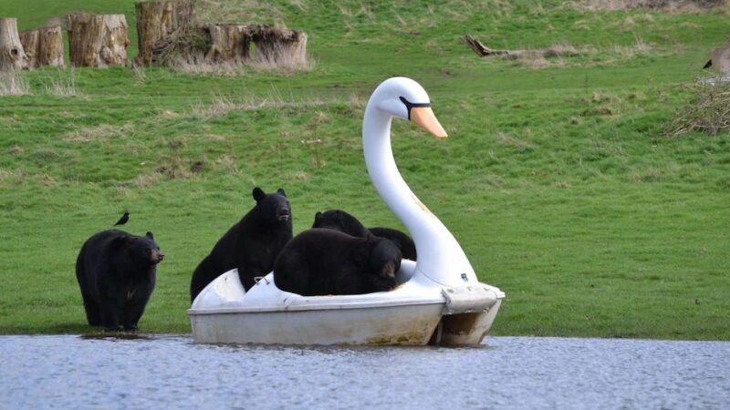 Black Bears on a Swan Boat Is Everything We Needed Today
