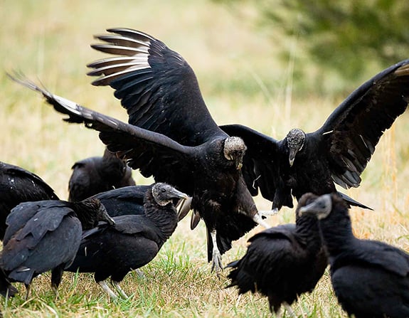 Black vultures remain a problem as Illinois Farm Bureau seeks special DNR, USFWS permits – Outdoor News