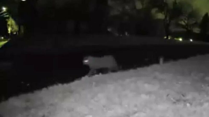 Caught on a Ring Cam: Is That a Mountain Lion in New Jersey?