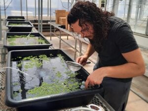 Common plant known as Carolina azolla could help reduce food insecurity, Penn State researchers find – Outdoor News