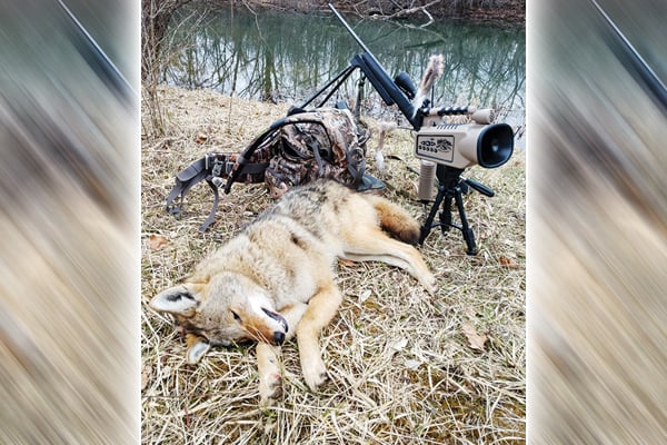 Coyote hunting broken down into basics – Outdoor News