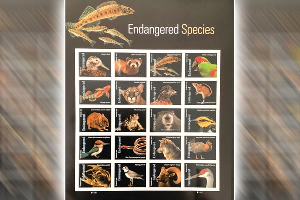 Endangered Species Act celebrates 50 years – Outdoor News