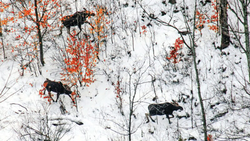 Fish and Wildlife Department proposes moose hunt in northeastern Vermont as winter ticks remain an issue – Outdoor News