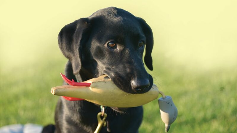 Gearing up for a new pup? Here are some training essentials – Outdoor News