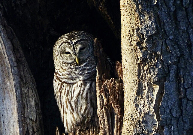 Get a gobbler going this spring with a barred owl call – Outdoor News