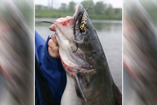 Ice-out channel catfish are biting in Iowa – Outdoor News