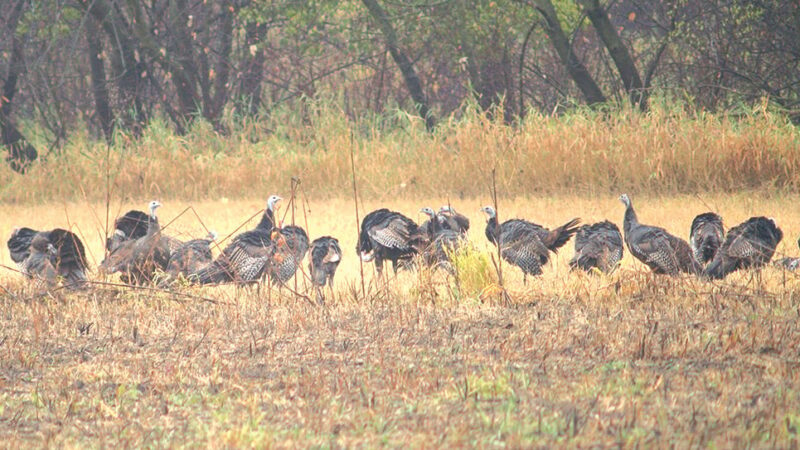 If you hunt turkeys in April, you might want to start scouting now – Outdoor News