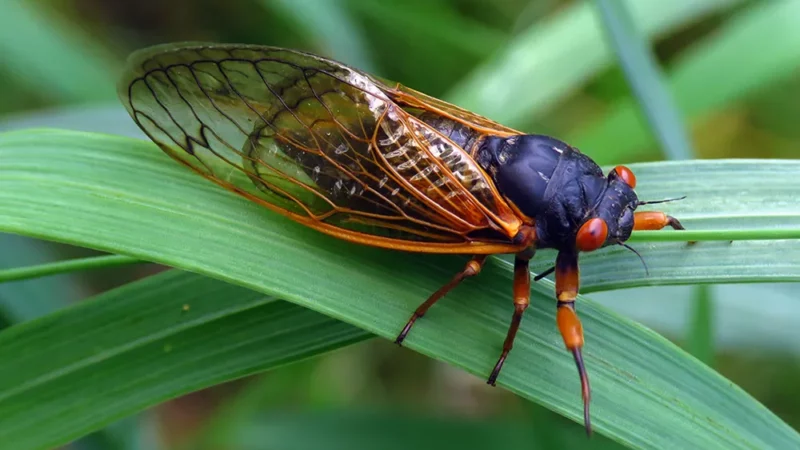 Illinois braces for the emergence of Brood X and Brood XIII cicadas – Outdoor News