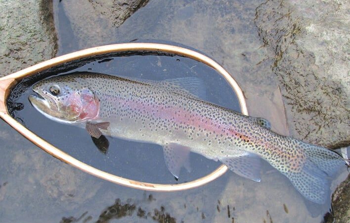 Iowa’s spring community trout stocking starts March 21 – Outdoor News