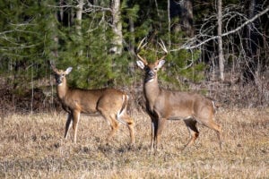 It’s ‘a cycle of life,’ so why are fewer hunting deer in Illinois? – Outdoor News