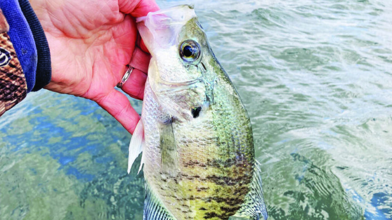 John Tertuliani: Tips to finding Ohio crappies after ice-out – Outdoor News