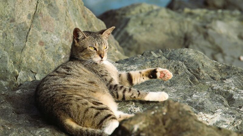 Lawsuit Aims to Stop National Park Service from Removing Cats from San Juan Site