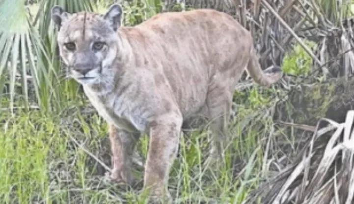 Man Comes Across Florida Panther and Snaps a Photo for Proof