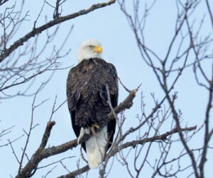 Man pleads guilty in eagle ‘killing spree’ on Montana reservation – Outdoor News