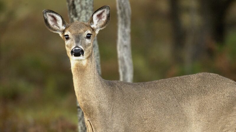 Michigan DNR announces field trial for the study of vaccinating deer against bovine tuberculosis – Outdoor News