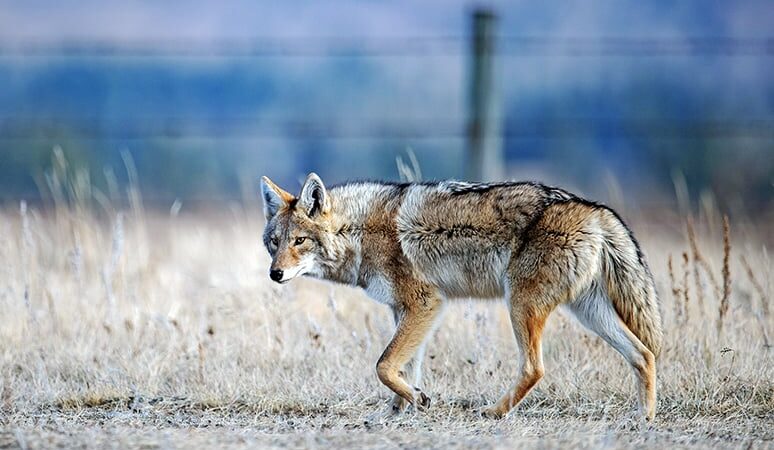 Michigan furbearer regulations approved, includes three-month closure of coyote hunting on public lands – Outdoor News