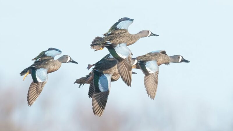 Michigan Natural Resources Commission considering waterfowl season framework – Outdoor News