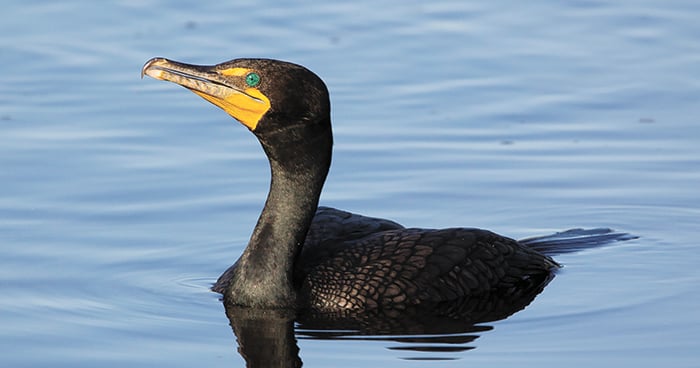 Minnesota DNR says no cormorant control necessary for Pelican Lake – Outdoor News