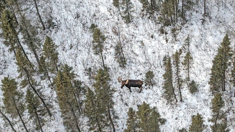 Minnesota moose population ‘stable,’ while elk count is called off by DNR due to lack of snow – Outdoor News