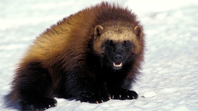 MN Daily Update: A little about wolverines — the largest land-roaming weasels – Outdoor News