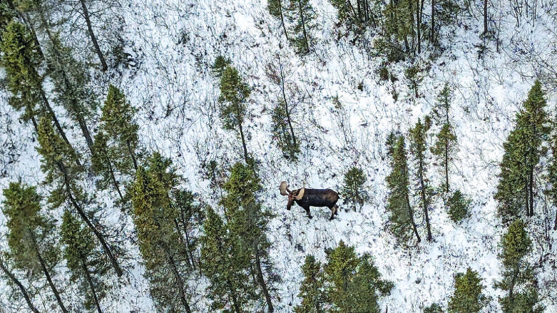 MN Daily Update: Details on the latest moose survey – Outdoor News