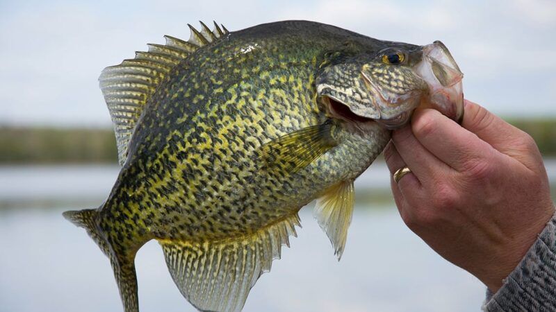MN Daily Update: Targeting open-water crappies in deep water right now – Outdoor News