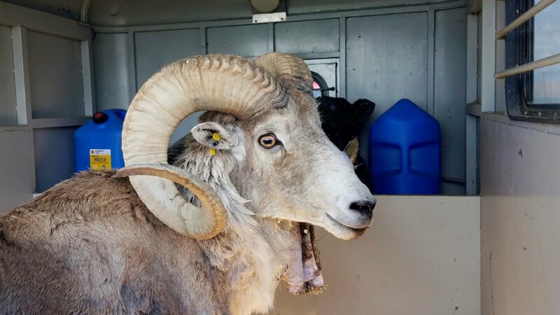 Montana man used animal tissue and testicles to breed ‘giant’ sheep for sale to hunting preserves – Outdoor News