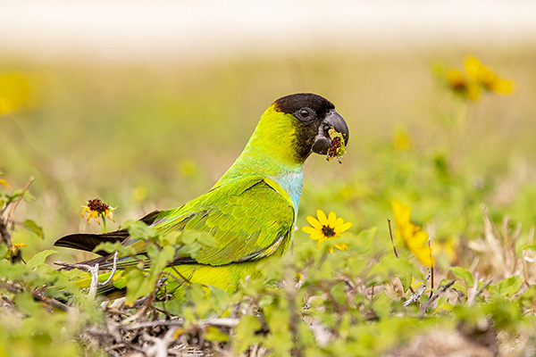 Nature Smart: The invasive nanday parakeet – Outdoor News