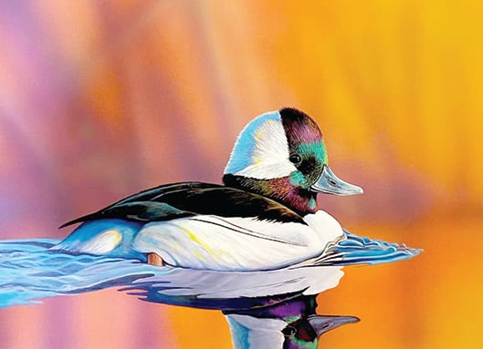 New York artist paints stamp winner in Ohio duck contest – Outdoor News