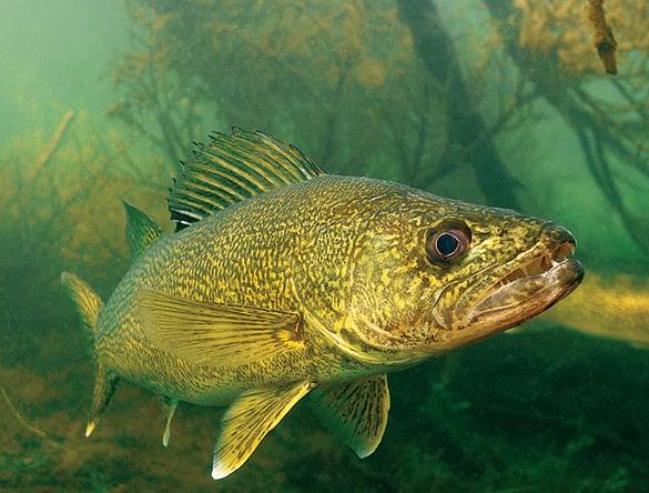 No open-water walleye harvest on Minnesota’s Lake Mille Lacs, at least through mid-August – Outdoor News