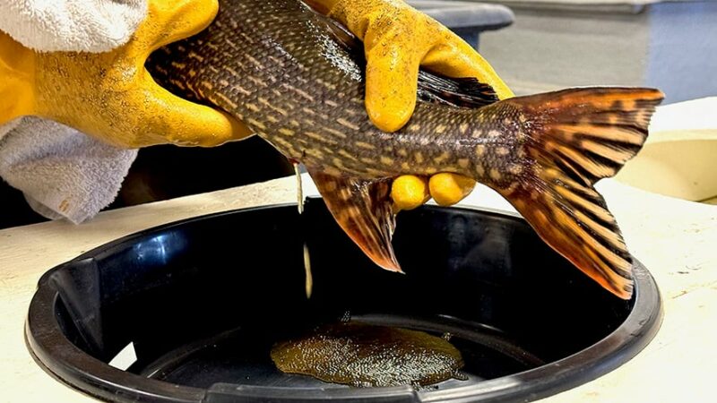 Nope, not Easter eggs… it’s northern pike egg-take season in Minnesota – Outdoor News