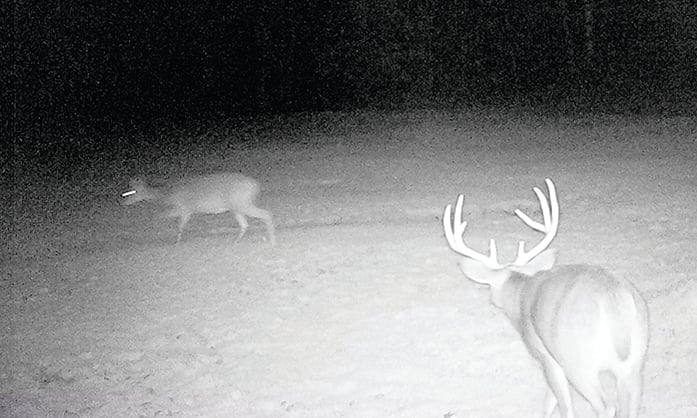 Oak Duke: Examining the chasing phase of the whitetail rut – Outdoor News