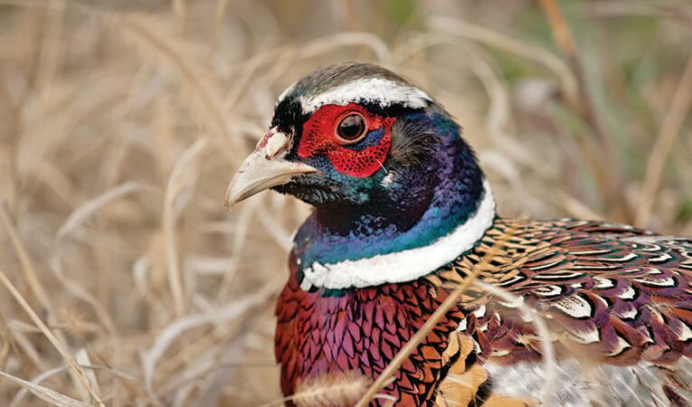 Ohio club forced to cancel spring field trials as Avian influenza threatens pen-raised pheasants – Outdoor News