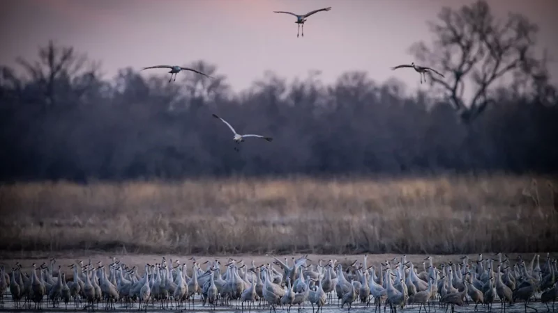 Over a Million Sandhill Cranes Are Descending on Nebraska—Here’s How to Experience It 