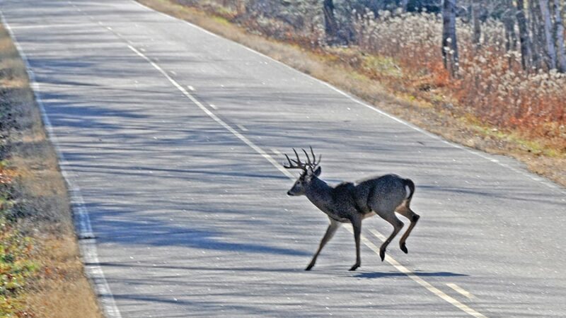 Patrick Durkin: Year-round daylight saving time reduces car/deer crashes – Outdoor News