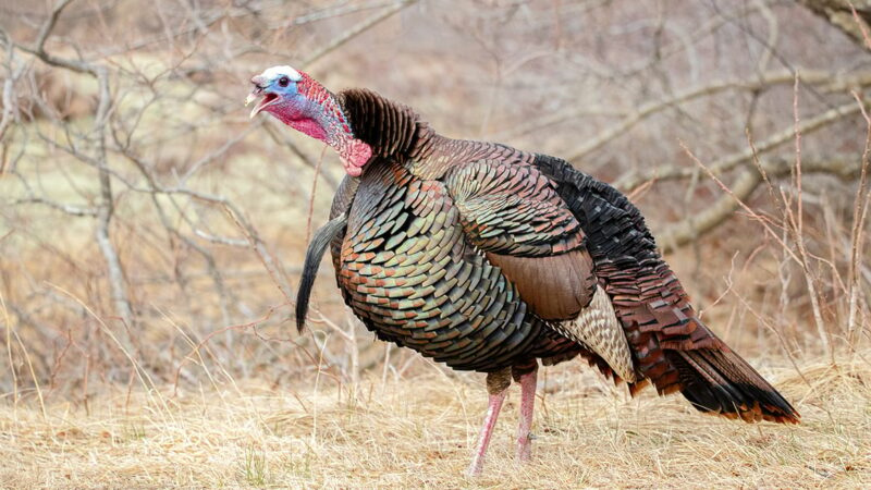 ‘Pretty good’ spring season expected for Michigan hunters with turkey numbers holding steady – Outdoor News