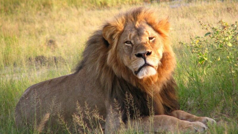 ‘ProTECT Act’ Filed to Ban the Importation of Endangered Trophies