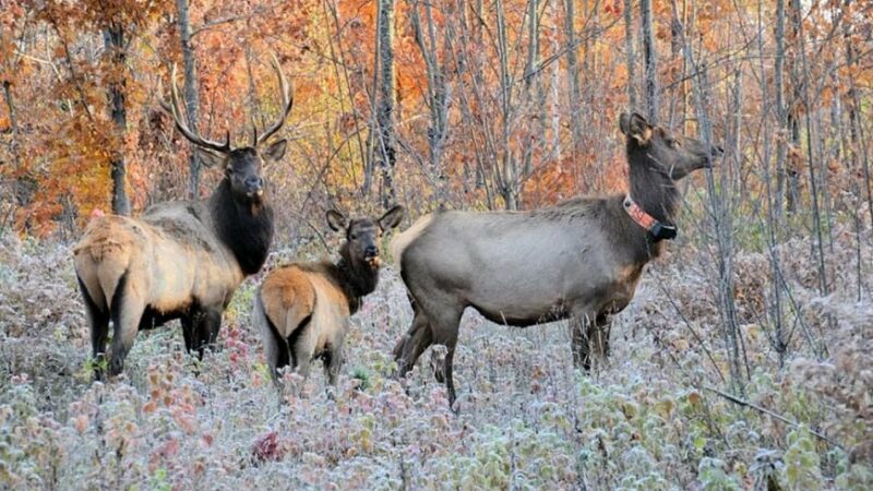 Public asked to comment on updated Wisconsin DNR elk management plan – Outdoor News