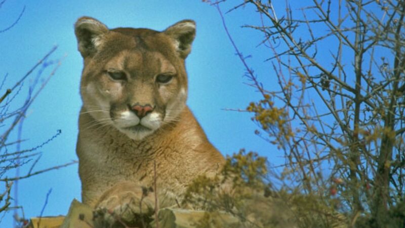 Rare Mountain Lion Attack Leaves 1 Dead, 1 Injured